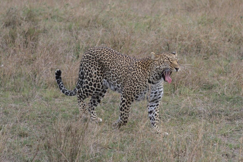 Maasai Mara Leopards