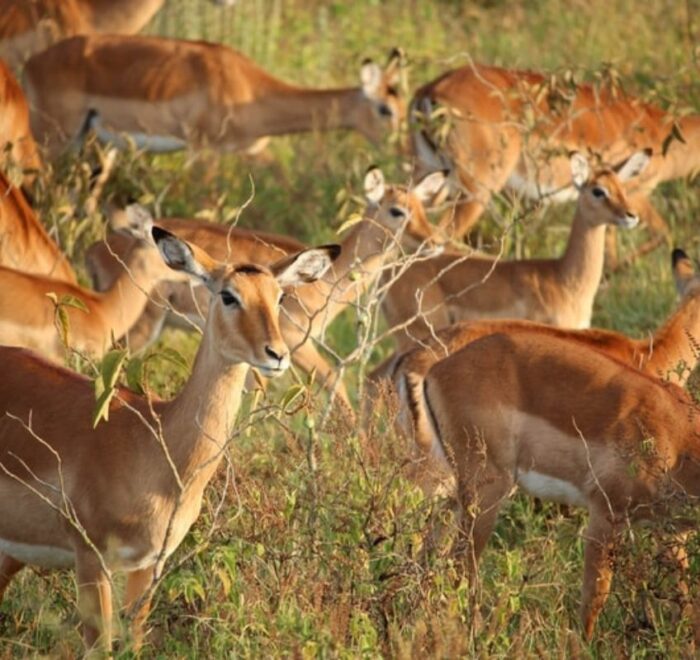 4 Days Kenya Safari
