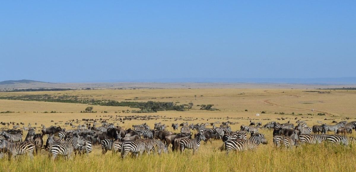 Masai Mara Wildebeest Migration Safari